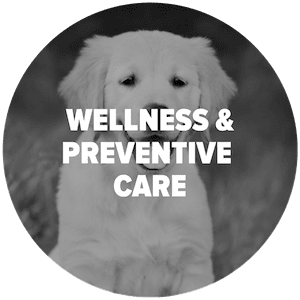 Pet Preventive Care